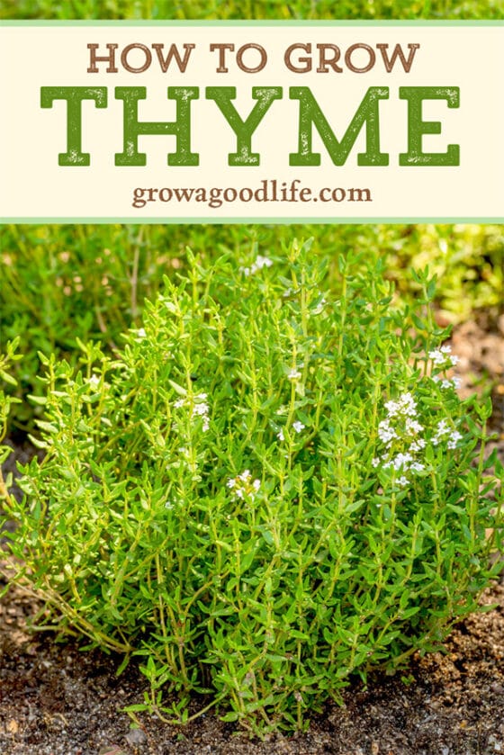 How to Grow Thyme