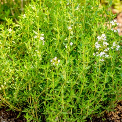Thyme is a low-growing, woody perennial herb grown for garden beauty and culinary uses. Use these tips to grow thyme in your garden so you can enjoy this beautiful and versatile herb.