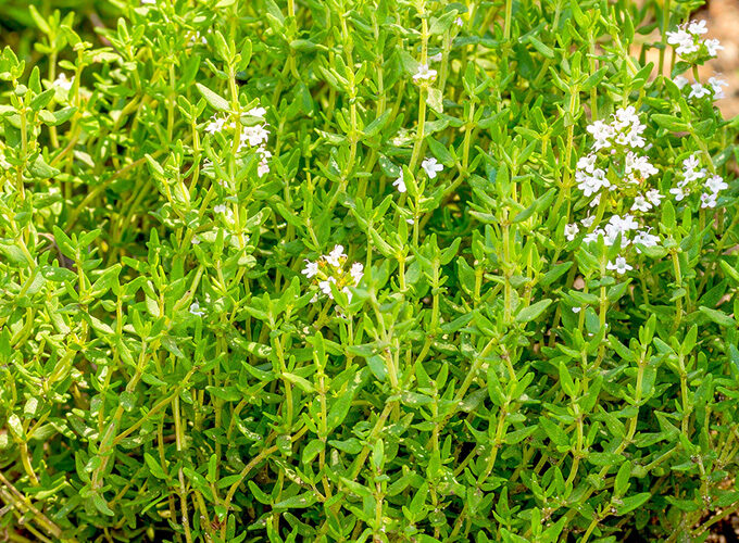 low growing thyme