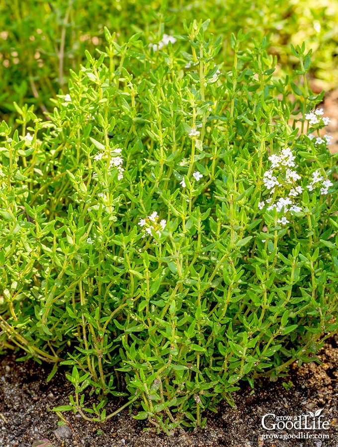 Thyme is a low-growing, woody perennial herb grown for garden beauty and culinary uses. Use these tips to grow thyme in your garden so you can enjoy this beautiful and versatile herb.