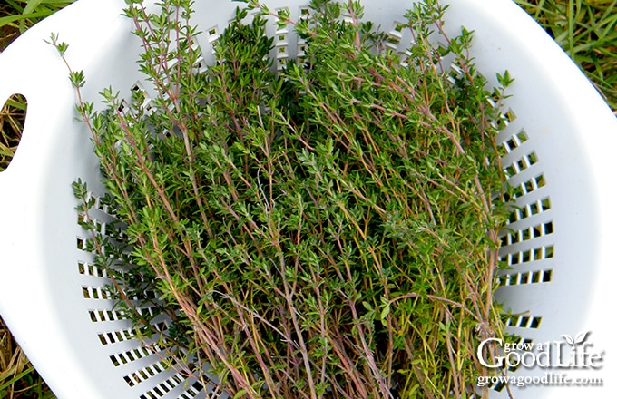 harvesting thyme