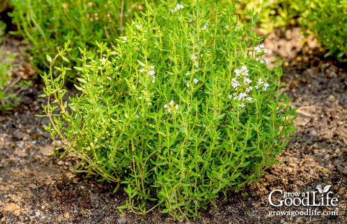 How to Grow Thyme - Growing In The Garden