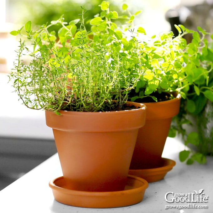 thyme plant in terra-cotta pot on kitchen counter