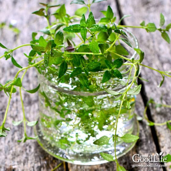 How to Grow Thyme