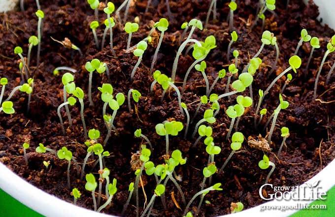 Thyme Seedlings