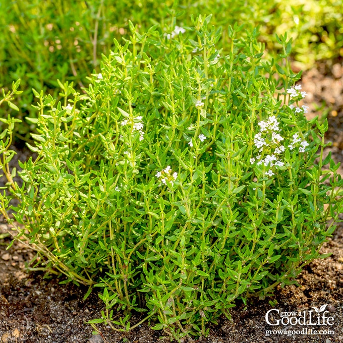 thyme herb growing in the garden