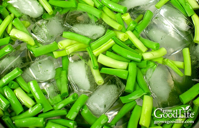 green and yellow string beans in a bowl of ice water