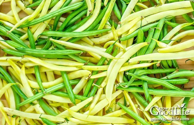 a pile of yellow and green string beans on a table