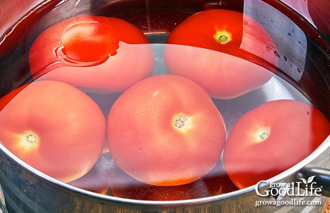 blanching tomatoes in pot of boiling water