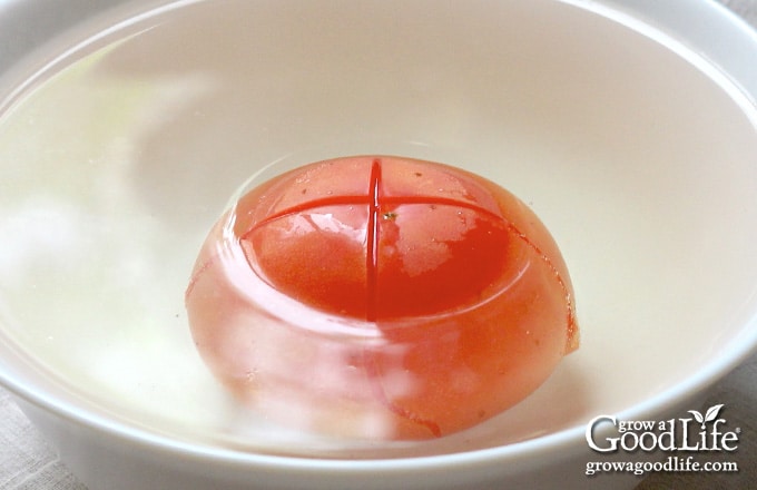 blanched tomato in a bowl of ice water