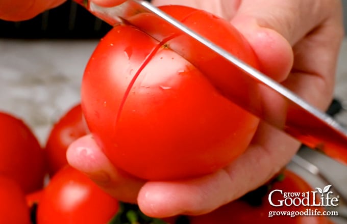 Close up of a knife cutting an "X" into the bottoms of tomatoes to prepare them for blanching.