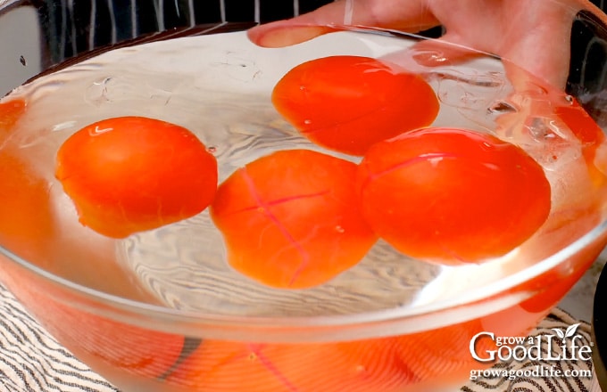Blanched tomatoes in a bowl of ice water.