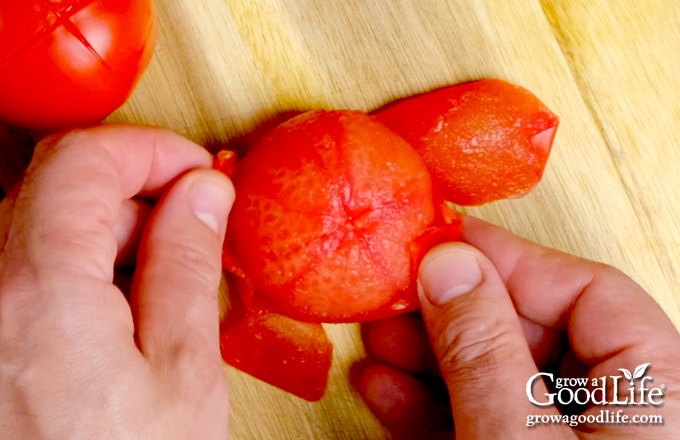 Removing the loose skin from a blanched tomato.