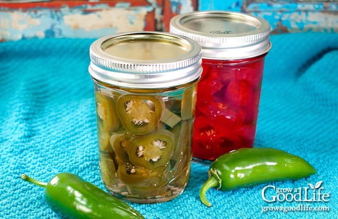 canning jars of pickled jalapenos one green and one red