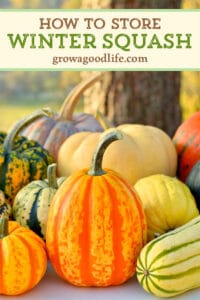 How to Harvest, Cure, and Store Winter Squash