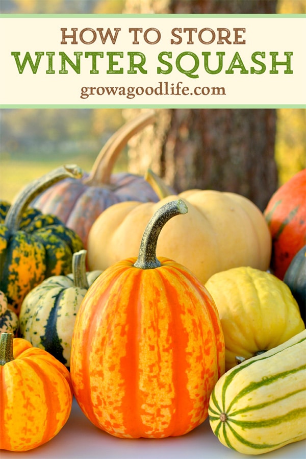 a variety of winter squash on a table