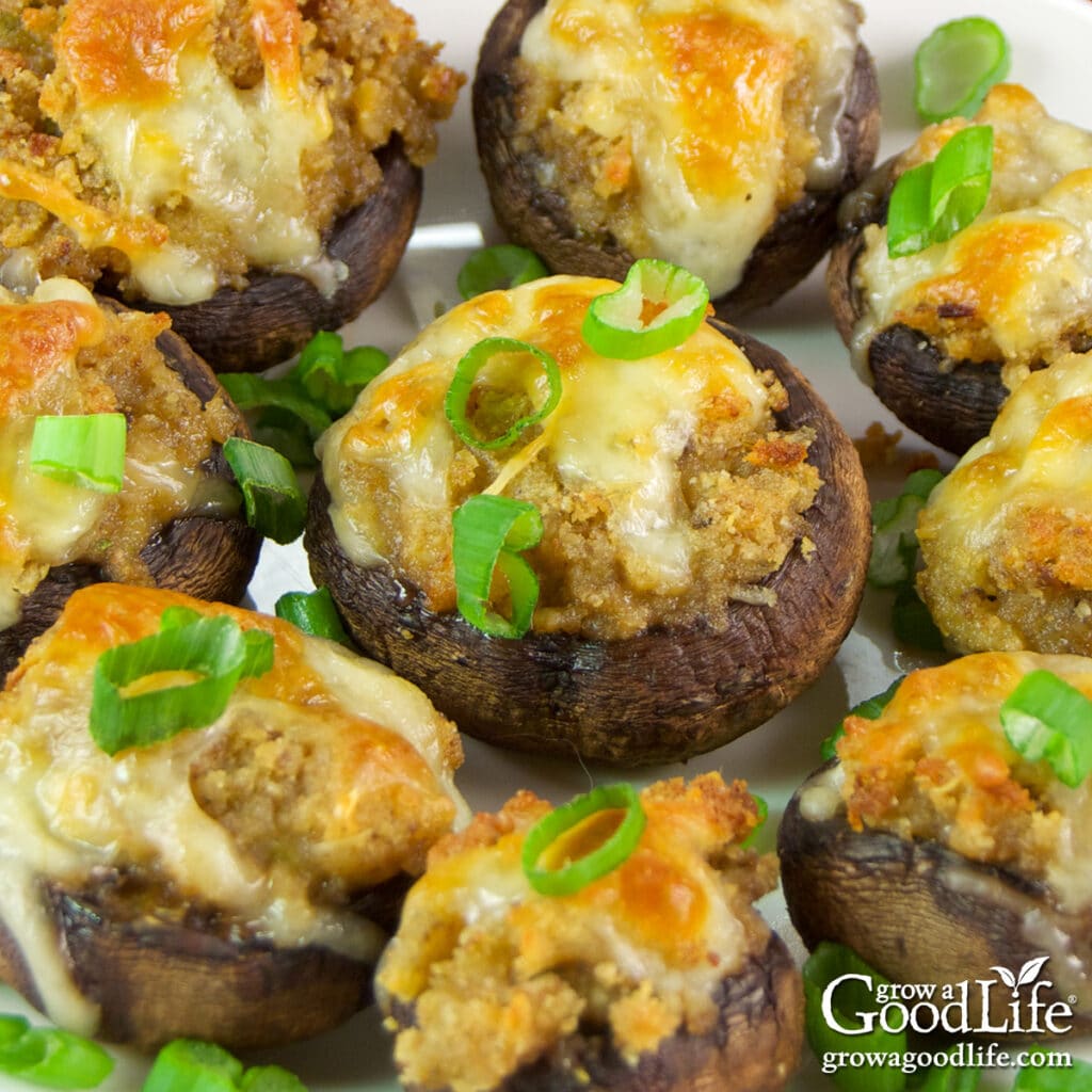 Garlic and cheddar stuffed baby bella mushrooms with golden melted cheese and green onions on a white serving plate.