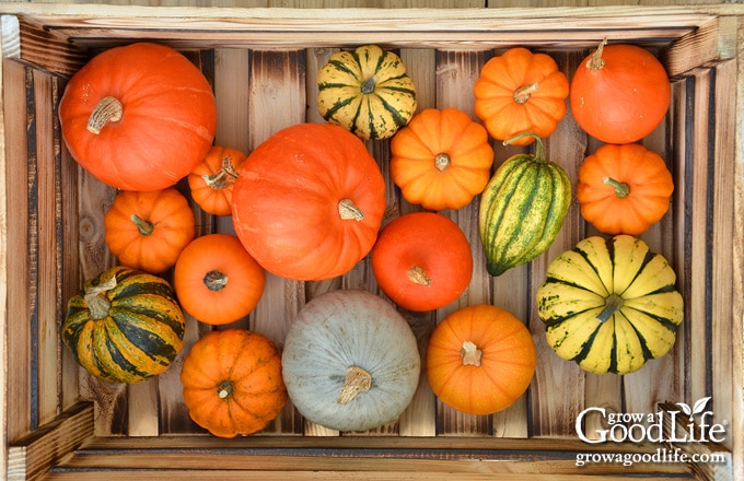 overhead photo of squash and pumpkin on a wooden crate