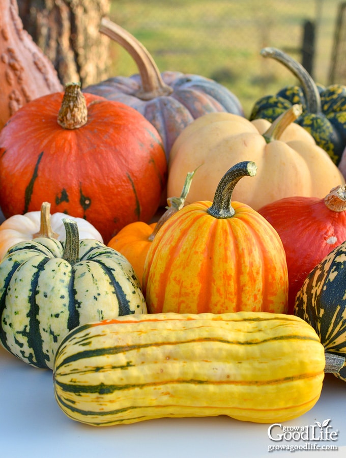 a variety of winter squash on a table