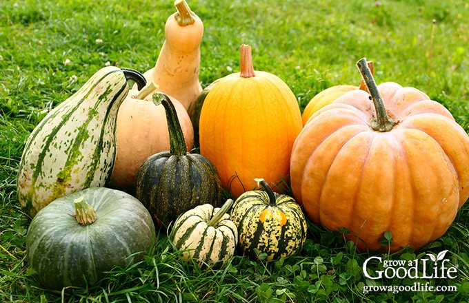 a variety of squash and pumpkins on grass