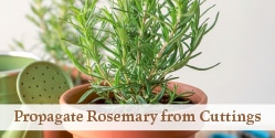 rosemary plant in a pot