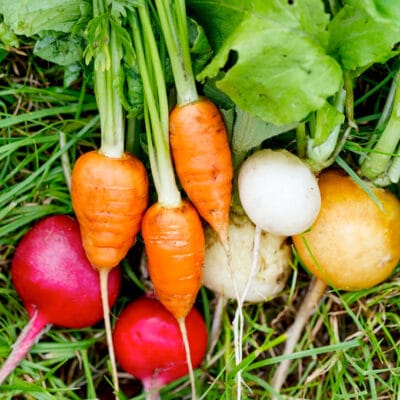 10 Vegetable Gardening Tips for Beginners