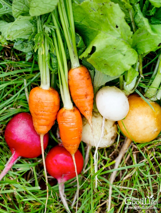 photo of freshly harvested carrots, radish, turnips, and beets