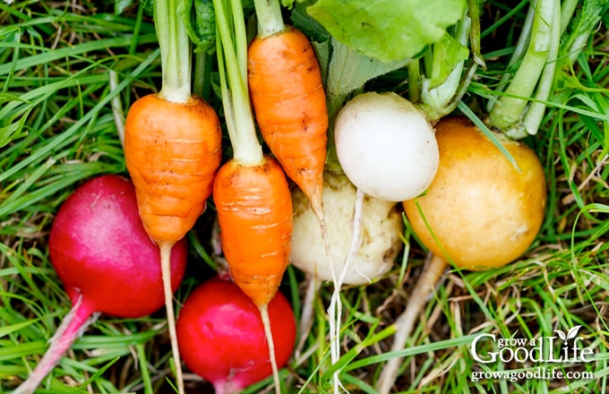 image of carrots, radish, turnips, and beets