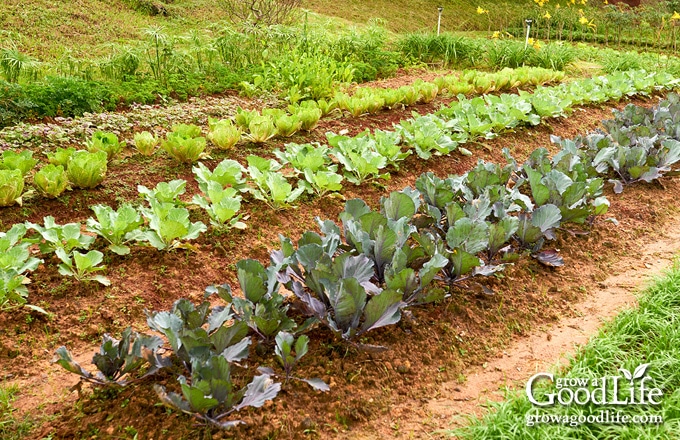 image of a row garden with well spaced crops