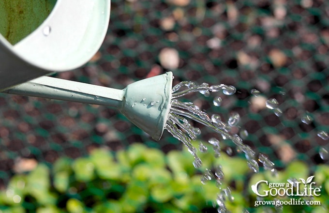 image of a watering can watering the garden