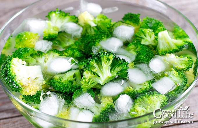 image of broccoli in a bowl of ice water