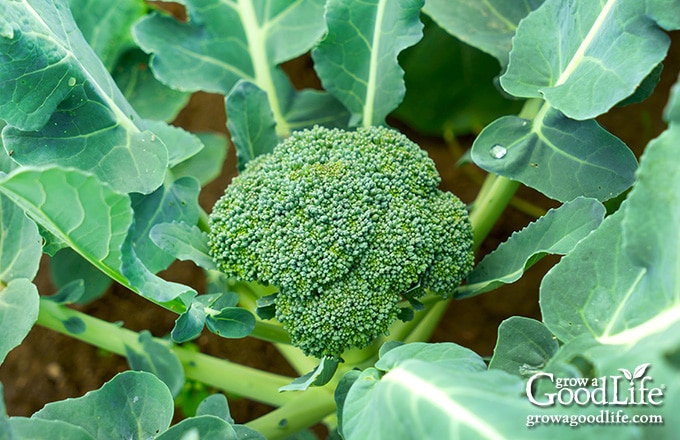 image of a mature broccoli in the garden