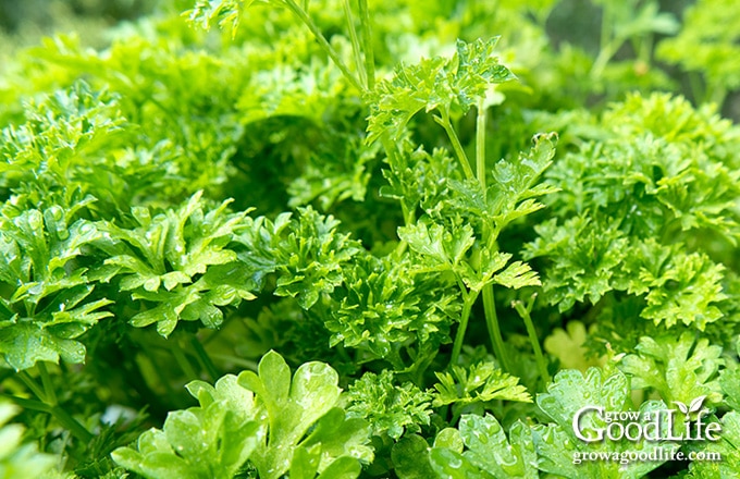 close-up image of curly parsley