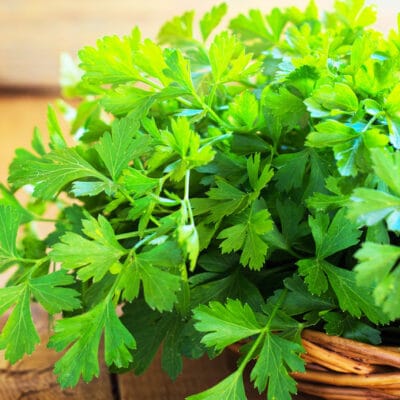 bunch of freshly harvested parsley in a basket on a table
