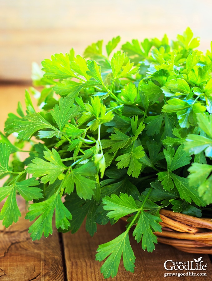 bunch of freshly harvested parsley in a basket on a table