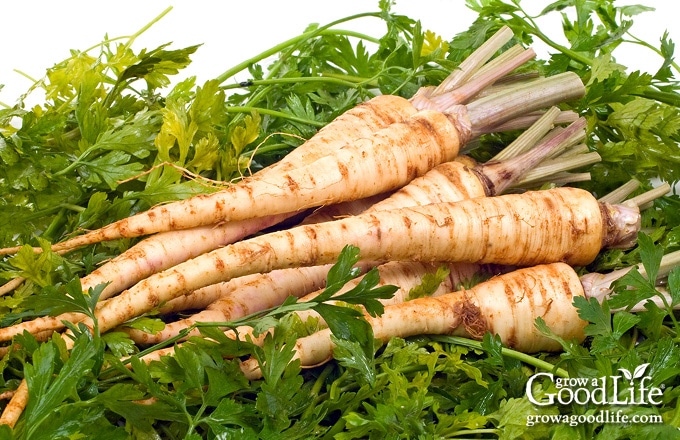 image of parsley roots with parsley foliage on a table