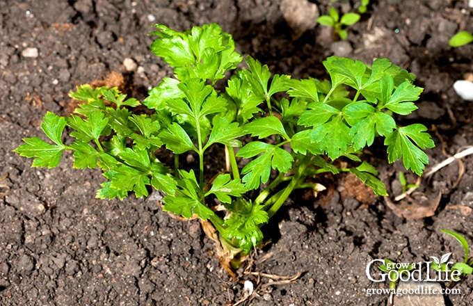image of a parsley seedling in the garden