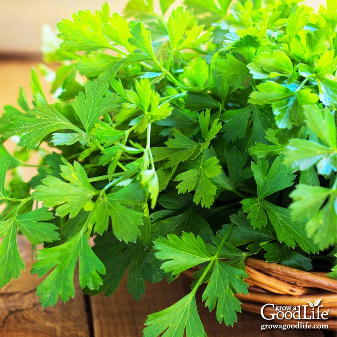 How to Grow Parsley