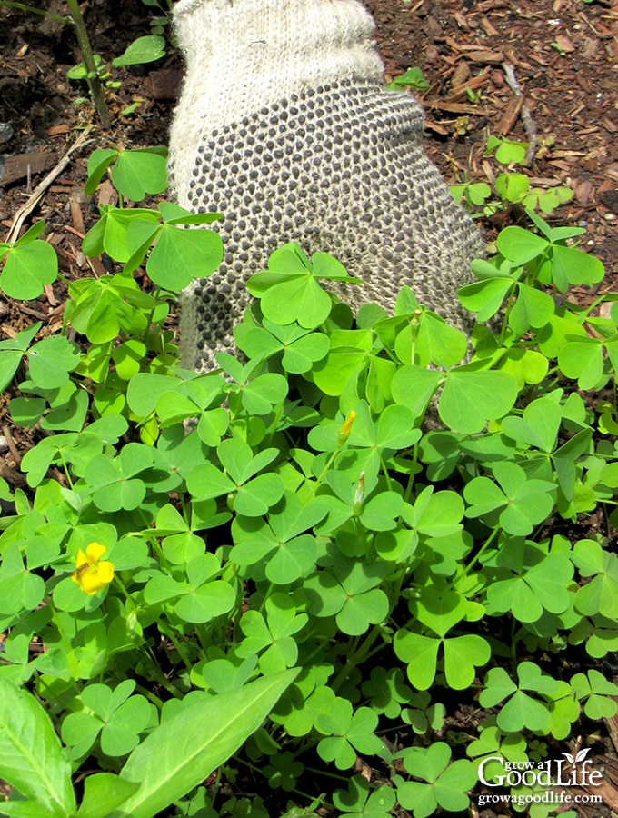 Natural Weed Control In The Vegetable Garden