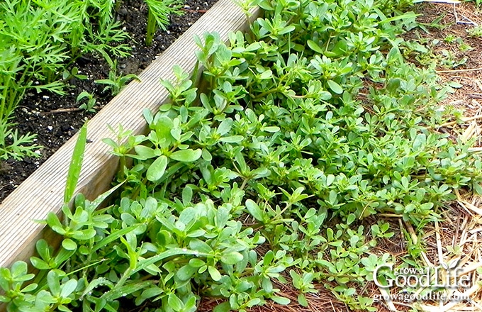 closeup of purslane growing in a garden path