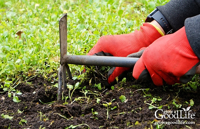 red gloved hands weeding the garden using a garden claw