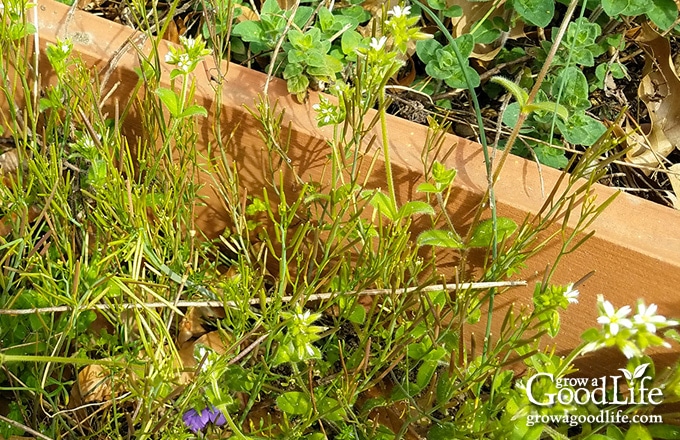 weeds growing in the paths between garden beds