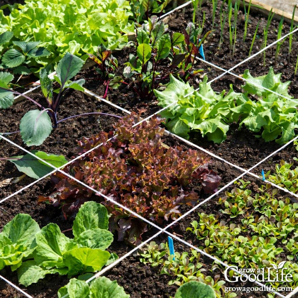 Close up of a square foot garden planted with greens.