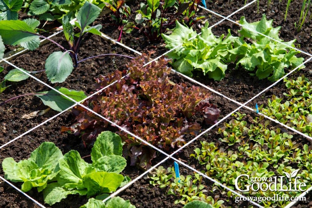 Close up of a planted square foot garden.