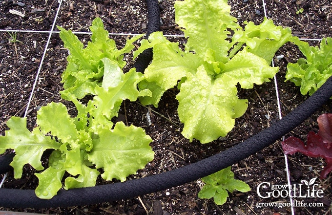 Soaker hoses woven in between lettuce plants in a square foot garden.