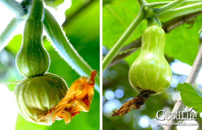 images of baby squash growing