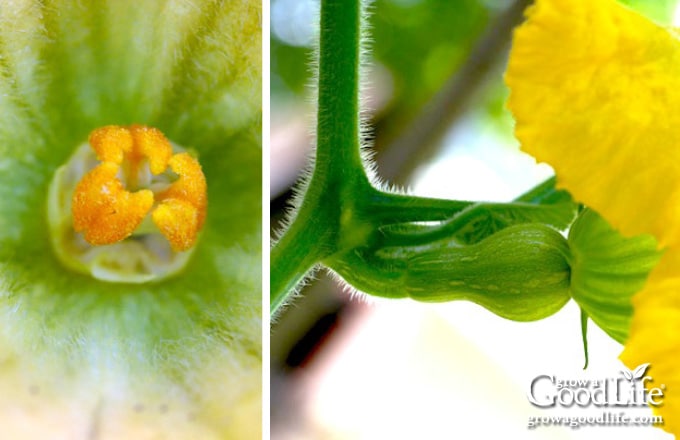 closeup images of female squash blossoms