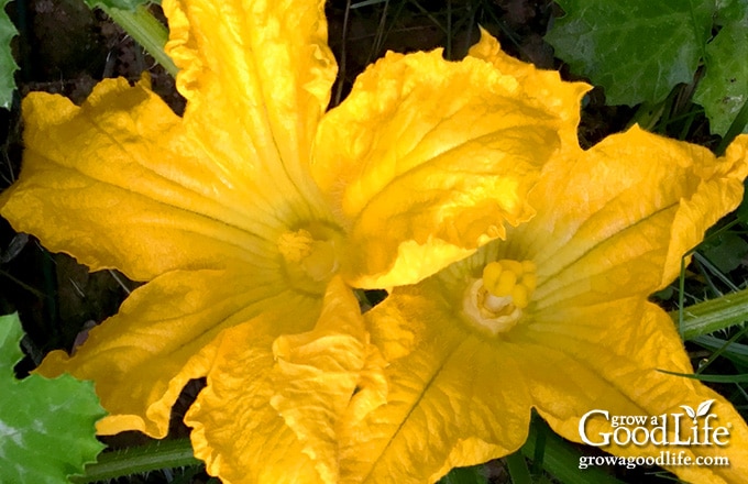 closeup of male and female squash blossoms