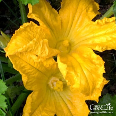 How to Hand Pollinate Squash