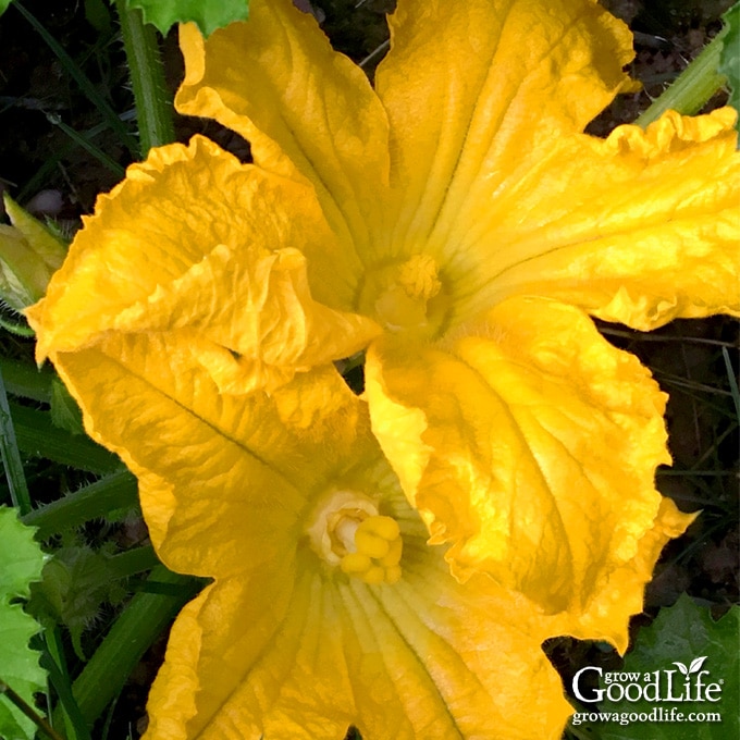 How To Hand Pollinate Squash